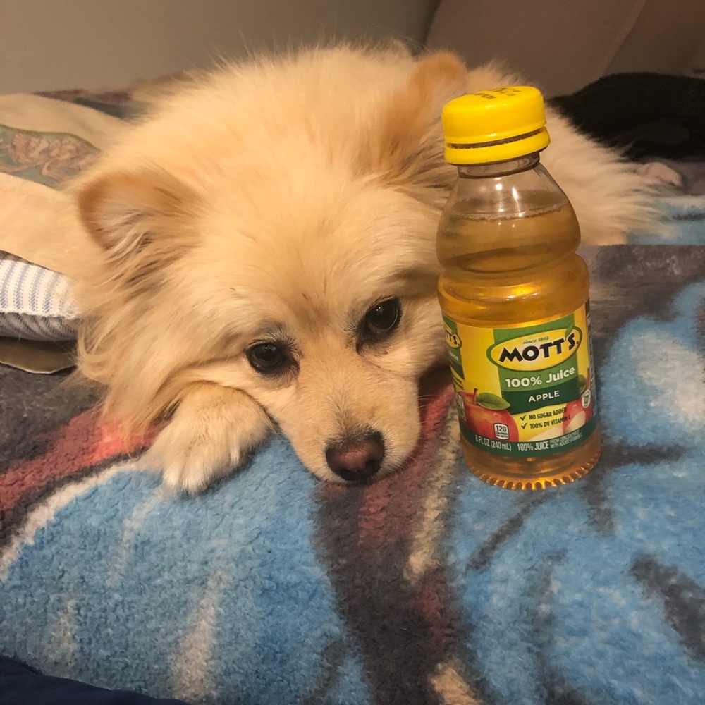 Meet your Posher, Bentley